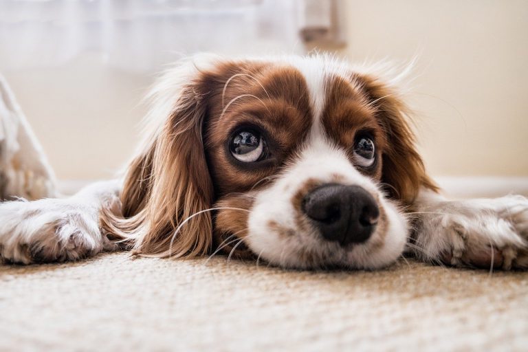 Ontwormen van je hond valt onder de standaard verzorging