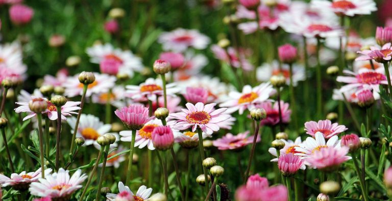 Je tuin zomerklaar maken? Zo doe je dat