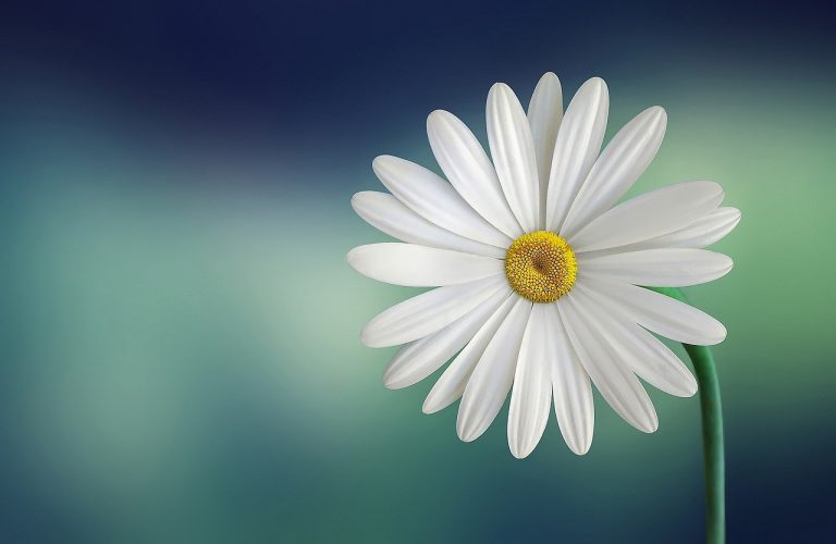 De vriendschap tussen mensen en planten