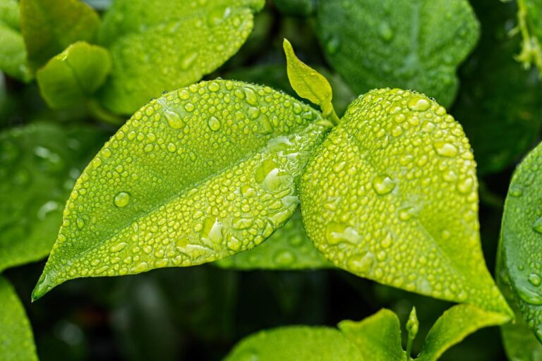 Onderhoud jouw planten en bloemen met de juiste beregening